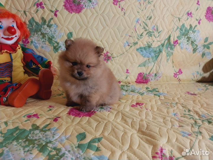 Помераночка