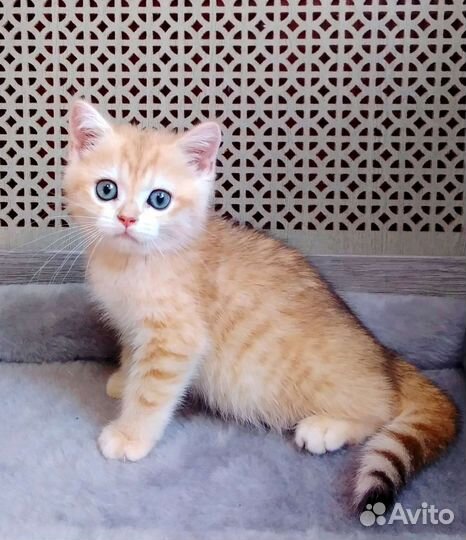Котята золотая шиншилла