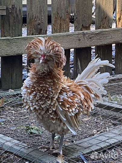 Падуан ия и цыплята