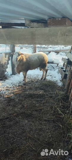 Баран кубанский