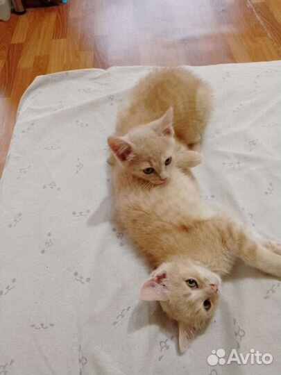 Котятки в добрые руки