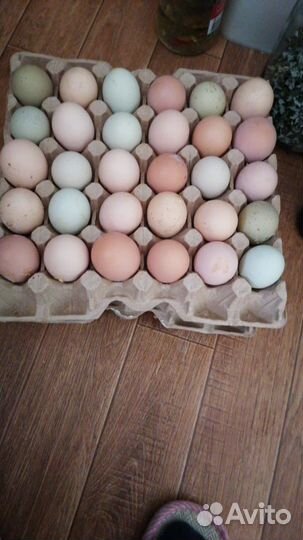 Инкубационное яйцо