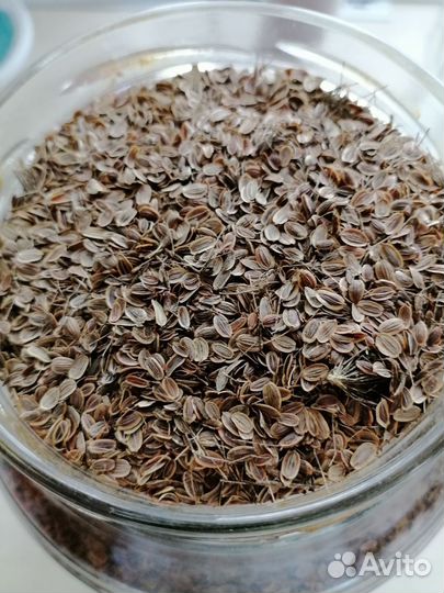 Семена укропа
