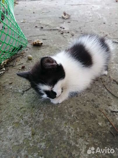 Котята в добрые руки бесплатно