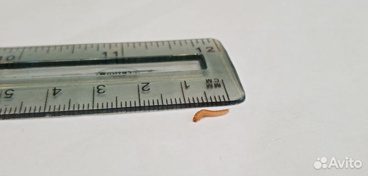 Жук знахарь