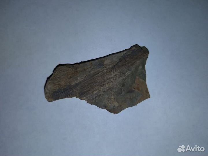 Окаменелые растения. Карбон