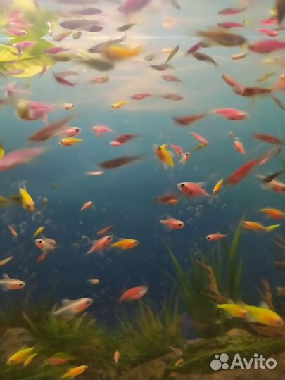 Данио, карамельки, гуппи