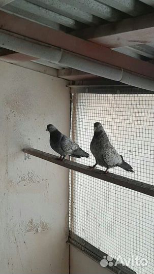 Голуби высоколетные свердловские и гривуны