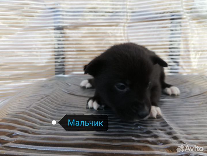 Отдам щенков от Хаски в добрые руки