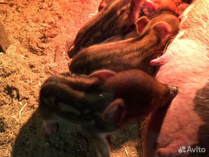 Поросята кармалы