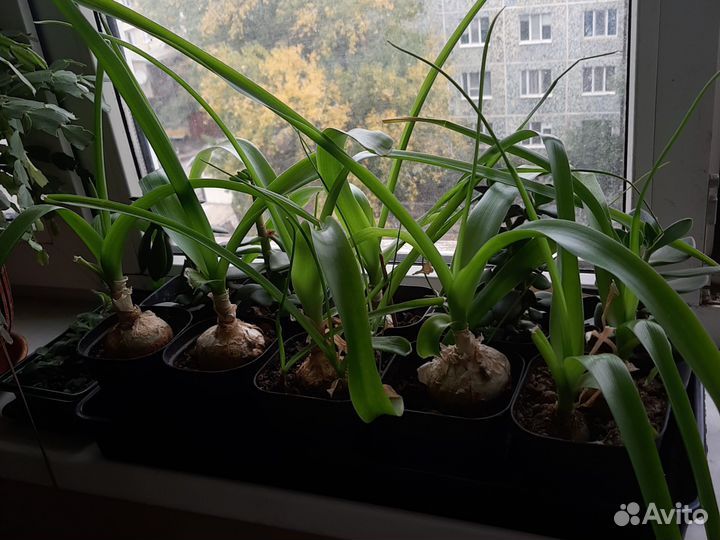 Комнатные растения