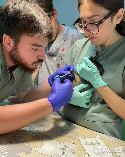 Ветеринар, Ветеринарный врач на дом