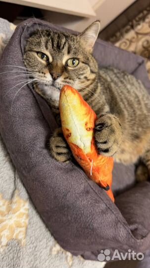 Кошка в добрые руки