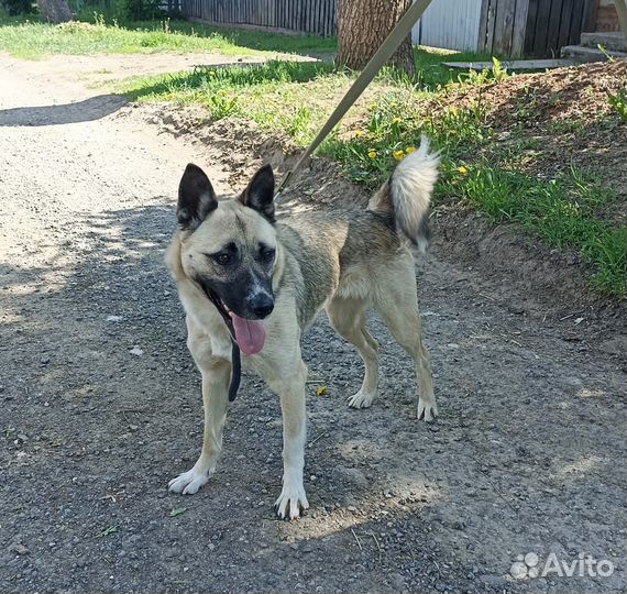 Айна тяжело переносит приютскую жизнь