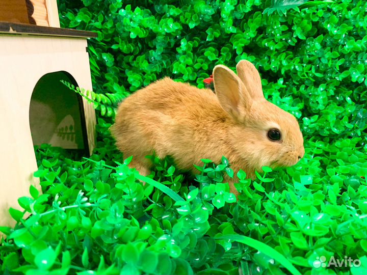 Мини Карликовый кролик - минор, самый маленький
