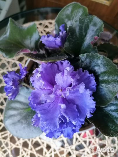 Комнатные растения цветы. Фиалки