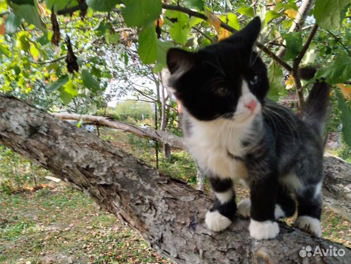 Котята в добрые руки мальчики