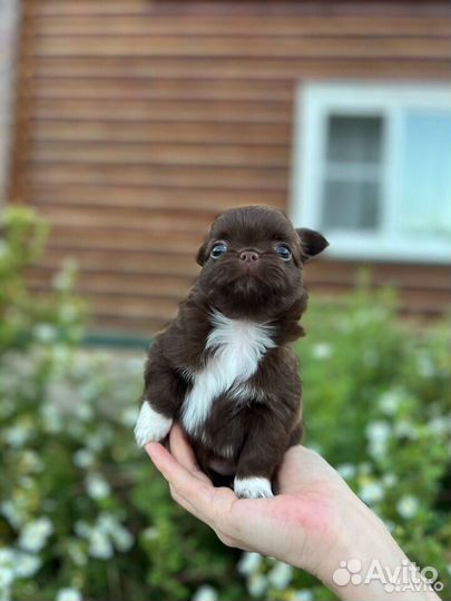 Кукольная девочка чихуахуа