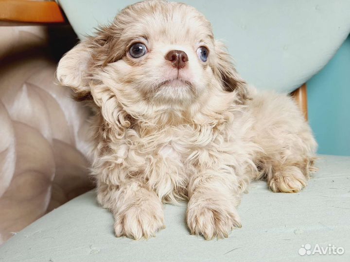 Медвежонок мальчик чихуахуа