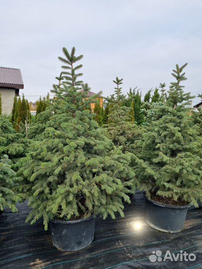 Ель Глаука зеленая пышная саженцы