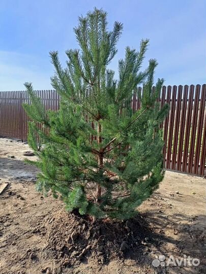 Саженцы Клёна,Ели,Сосны,Берёзы,Дуба