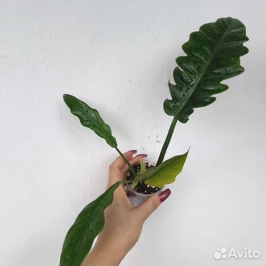 Филодендроны