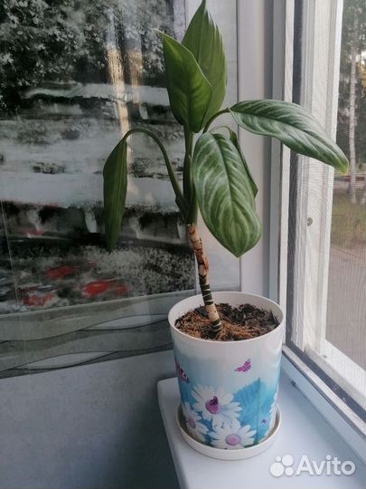 Спатифиллум