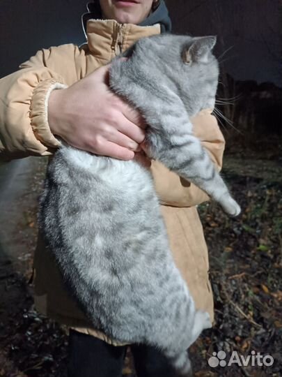 Кошка