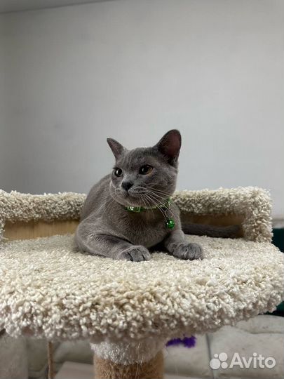 Бурма, бурманский кот, голубая бурма