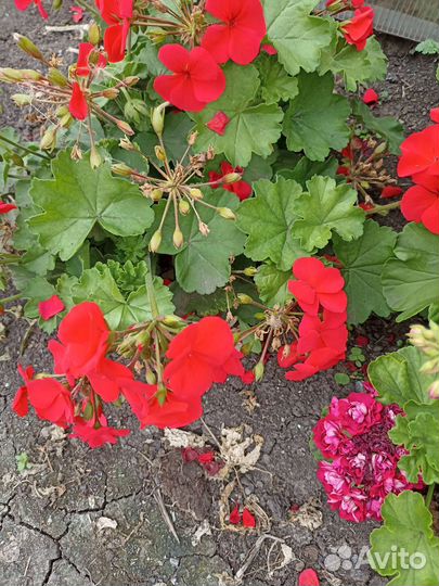Пеларгония герань