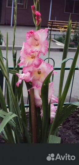 Гладиолусы луковицы