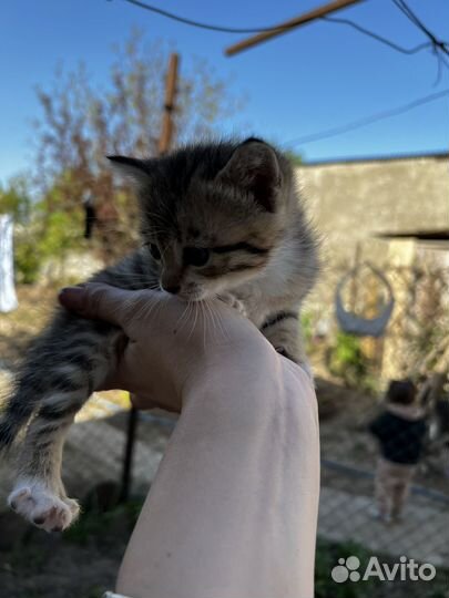 Котята в добрые руки даром бесплатно