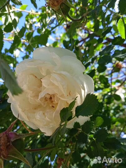 Многолетние садовые цветы