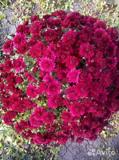 Хризантема