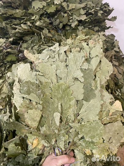 Дубовые веники для бани 2024г