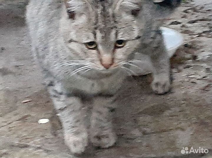 Супер-кот Юбилейный