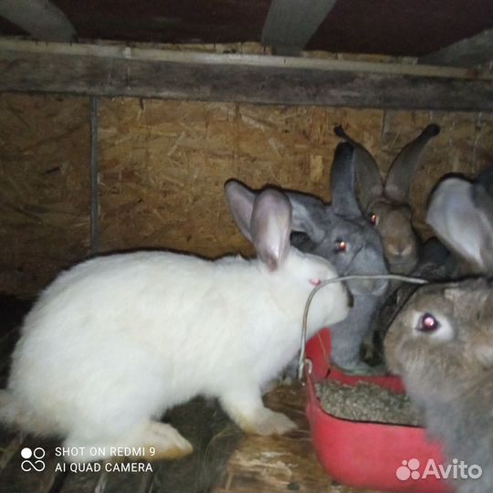 Продаются кролики