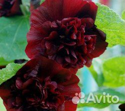 Штокроза семена