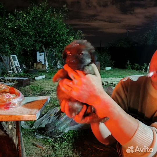 Щенки бесплатно