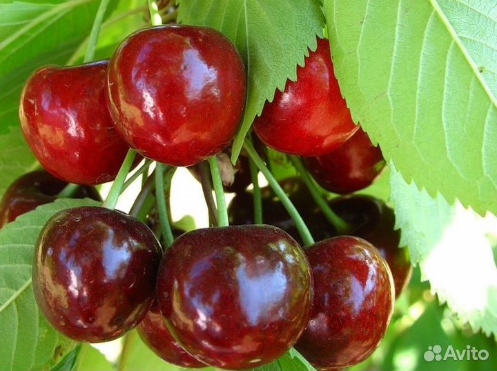 Черешня 3х лет саженцы с доставкой