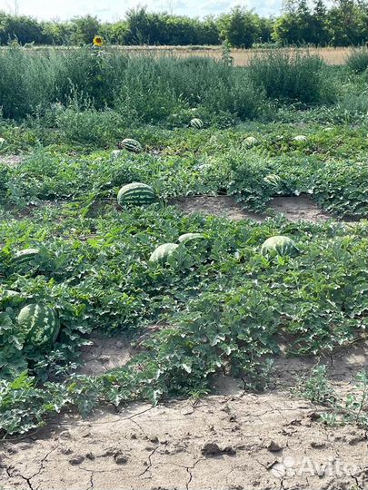 Арбуз каристан