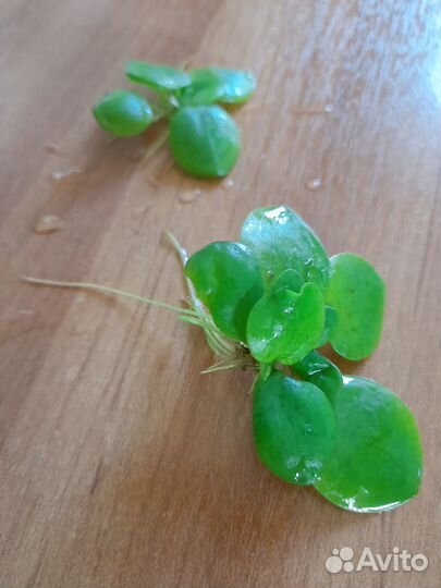 Риччия, лимнобиум