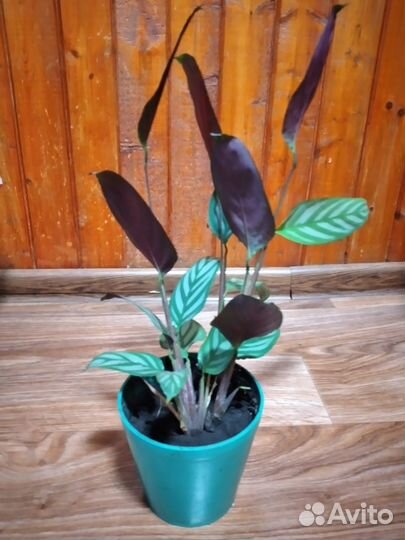 Комнатные растения