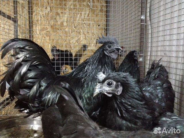 Аям Цемани (инкубационное яйцо и цыплята)