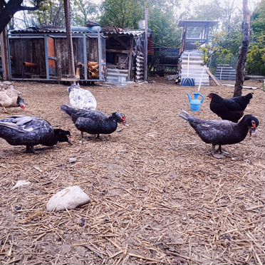 Индоутки тяжелой линии