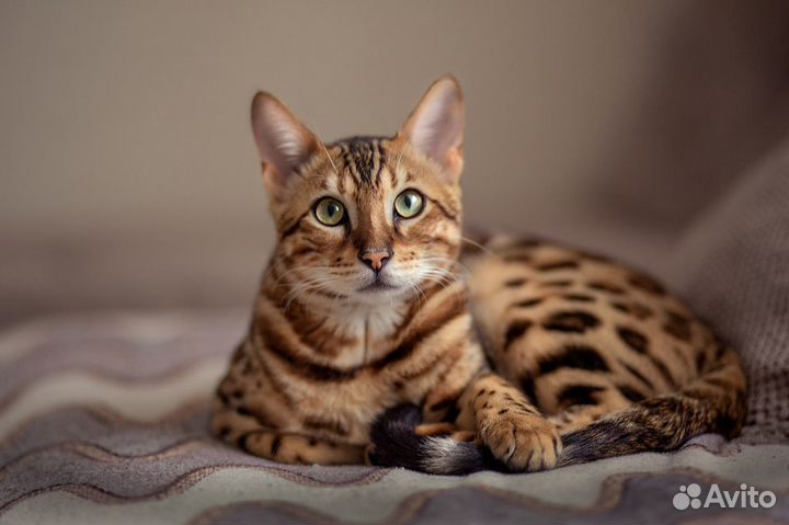 Бенгальский кот вязка
