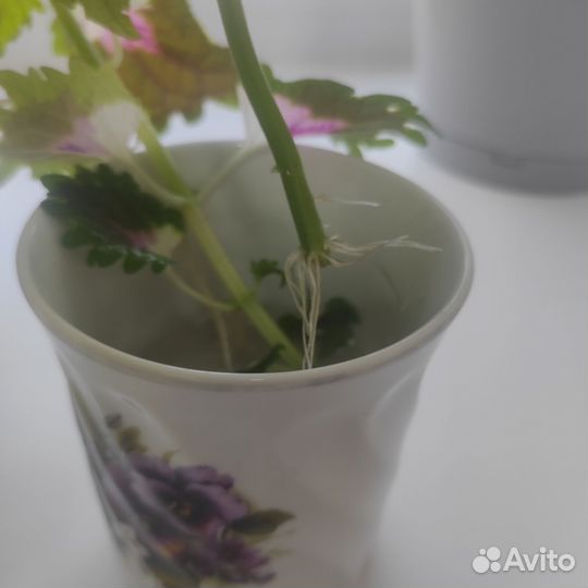 Колеус зеленый