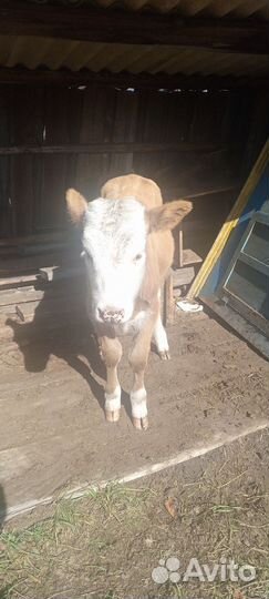 Продам теленка