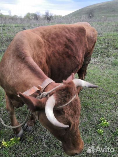 Продаётся Корова