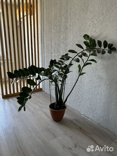 Замиокулькас